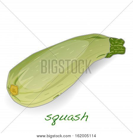 Scalloped custard squash (Cucurbita pepo var. patisson) isolated