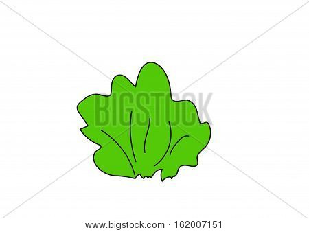 Lush green bush on a white background.