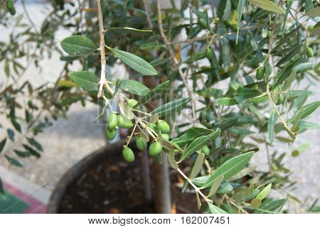 Growing Green Olives