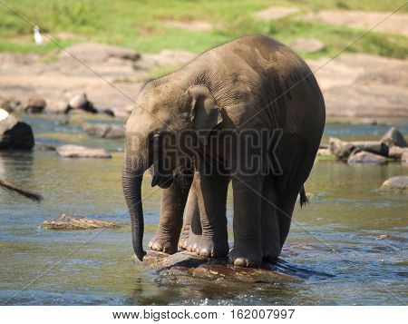 Baby elephants in the river on Sri Lanka