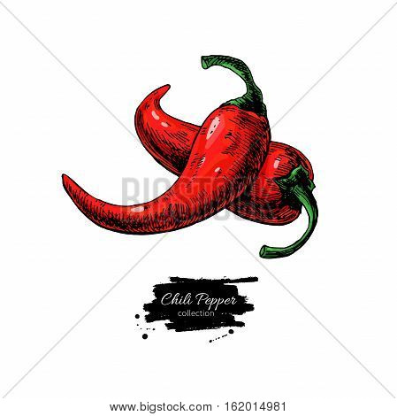 Chili Pepper hand drawn vector illustration. Vegetable object. Isolated hot spicy mexican flavor. Detailed vegetarian food drawing. Eco Farm market product. Red Paprika icon