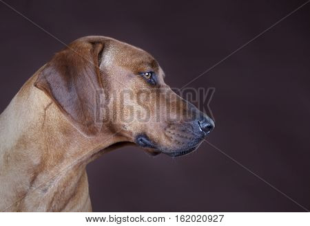 Side od rhodesian ridgeback dog portrait in studio