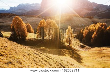 Lovely yellow larches in sunlight. Unusual and gorgeous scene. Location place Dolomiti, Compaccio village, Seiser Alm or Alpe di Siusi, Province of Bolzano - South Tyrol, Italy, Europe. Beauty world.