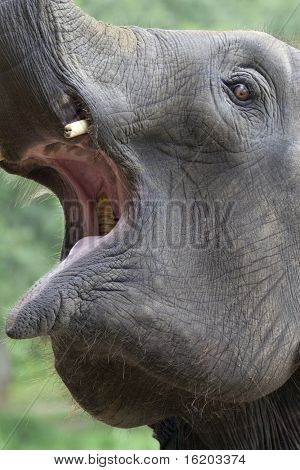 Elefant