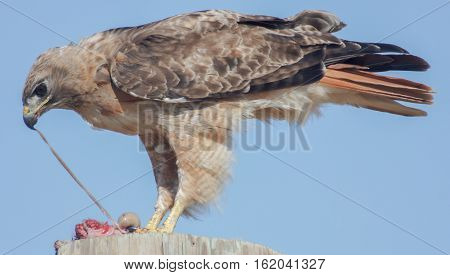 Red-tailed Hawk (Buteo jamaicensis) eating rodent. Palo Alto, California, July 2013.