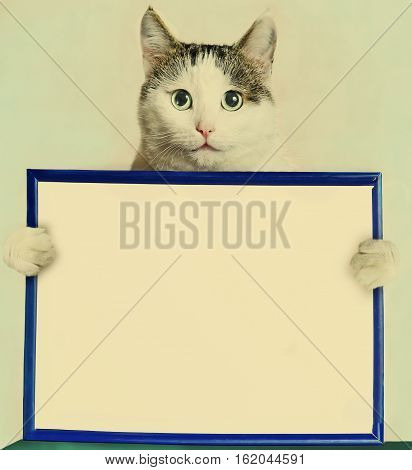 Cat Hold Blue Frame With Blank Empty White Paper