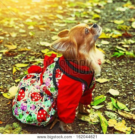 chihuahua dog in femile outdoor dress with ornament on the autumn fall background