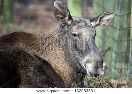 Portrait of a lying elk in a wildpark