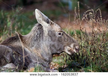 Little elk in a wildpark lying in the grass