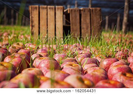 Italian typical ripe apples on the ground