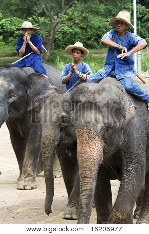 CHAING MAI, Thailandia - 29 luglio: Giovane elefante durante show per il turista nella scuola l'elefante Carava