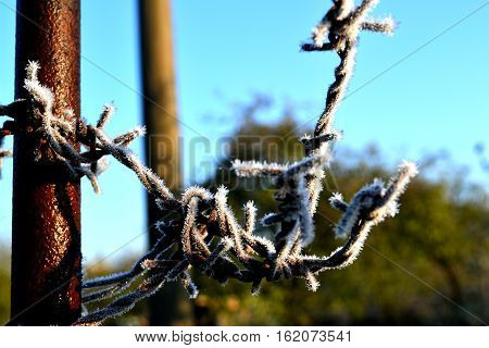 dangerous and barbed wire in silver frost glows in the sun and prevents passage