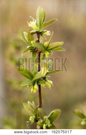 Young Branches And Leaves And Flowers Of Honeysuckle