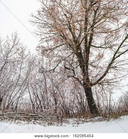 Majestic landscape with fog during a snowfall. Dramatic and picturesque wintry scene. Winter forest with snow on trees and floor