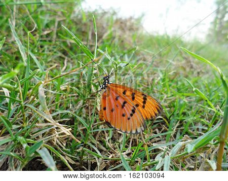 Plain Tiger Butterfly(Danaus chrysippus), Butterfly on the cosmos flower