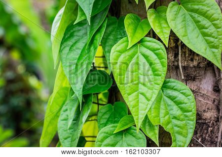 Green Betel leaf plants on tree coconut