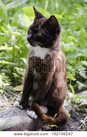 Black and white cat with green eyes