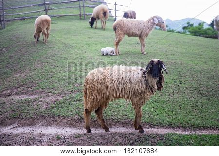 black face sheep on green grass field and sheeps background