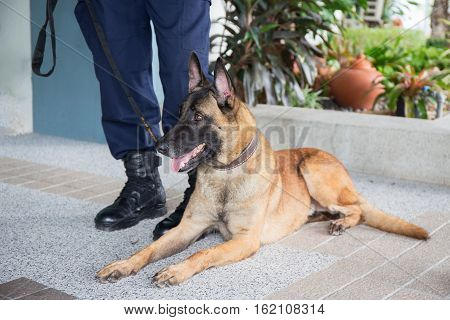 awareness k 9 alsatian dog crouch and looking beside law enforcement trainer