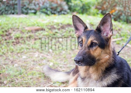 Alsatian dog in police k-9 unit portrait with grass field background