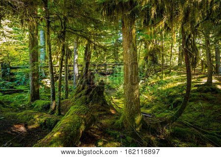 Thick Moss Covered Trees And A Foot Bridge On A Sahalie Falls Trail Oregon