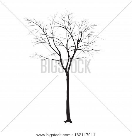Tree Trunk Without Leaves