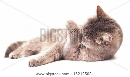 The gray cat lies and washes. The gray cat licks language a forepaw and lies at the same time. It is isolated on a white background the small depth of sharpness selective focus