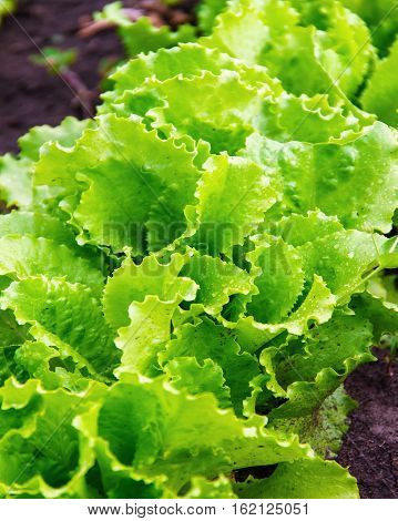 Green Salad Leaves The Beds In The Garden