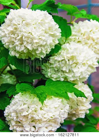 Flowering Bush Viburnum Buldonezh, World Of Beauty
