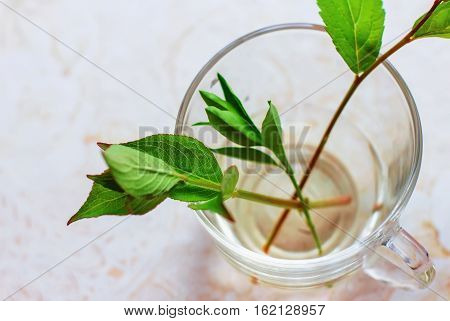 Sprigs Of Mints, Aromatic Mint In A Clear Bowl On A Table