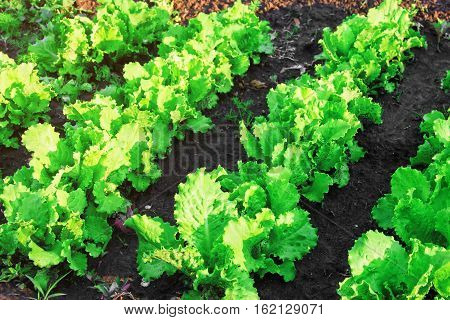 Green Salad Leaves The Beds In The Garden