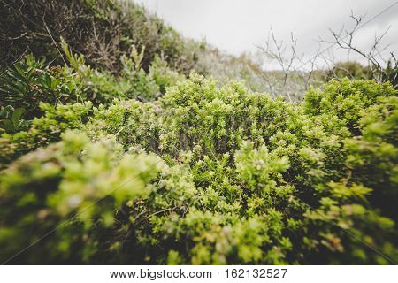 Growing plants in Torndirrup National Park. Albany Western Australia.vintage toning filter add .