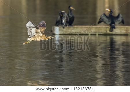 Common Bittern (botaurs Stellaris)
