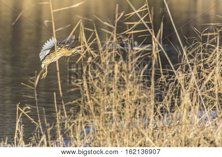 Common Bittern (botaurs Stellaris)