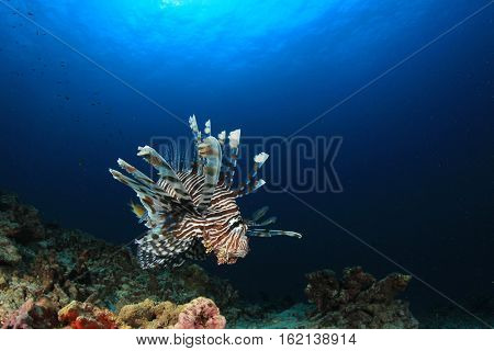 Lionfish fish underwater in ocean