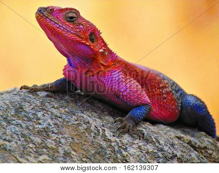Red lizard in Tanzania. Reptile on the stone. Africa