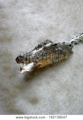 Crocodile head in the water on the rain