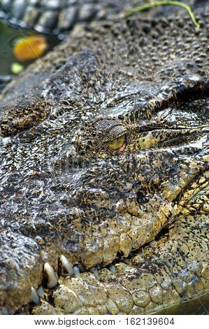 Crocodile head close up in nature of Borneo
