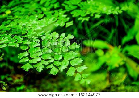 Black Rod fern is native to tropical America. A weed or invasive species in nature in tropical Asia. Thailand is more common in the south. Based on the open air in the tropical rain forest and swamp.