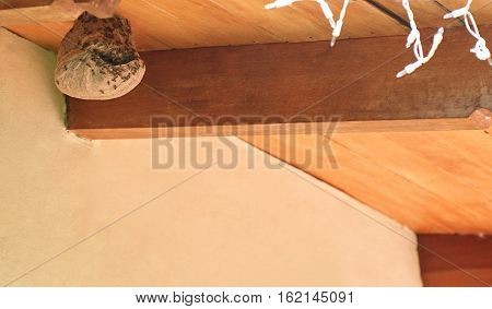 Dangerous bee insects building nest in wooden roof house