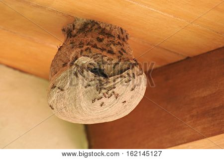 Wasps going in hile in nest on wooden roof house background