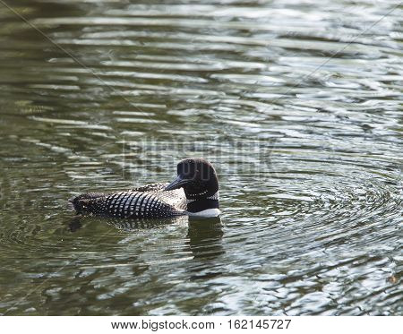 Common Loon (Gavia immer) Swimming on northwoods lake in Wisconsin