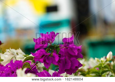 Closed up bougainvillea is colorful, purple