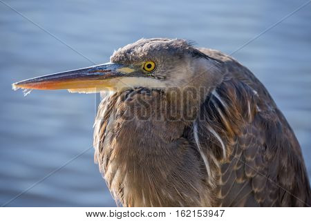 Great Blue Heron - Ardea Herodias, Juvenile. Sutro Baths, San Francisco, California, USA.