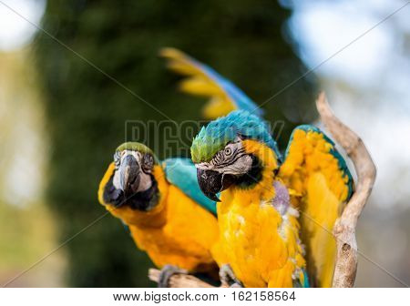 The blue-and-yellow, also known as the blue-and-gold macaw, is a large South American parrot with blue top parts and yellow under parts. It is a member of the large group of neotropical parrots.