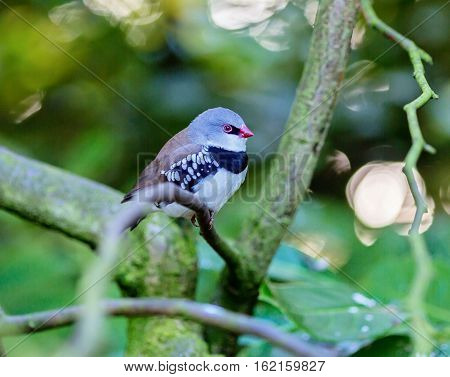 The diamond firetail is a finch that has a fiery red bill, eyes, and rump. It has a thick black band that extends horizontally until it reaches the part of the wings which are black with white spots.