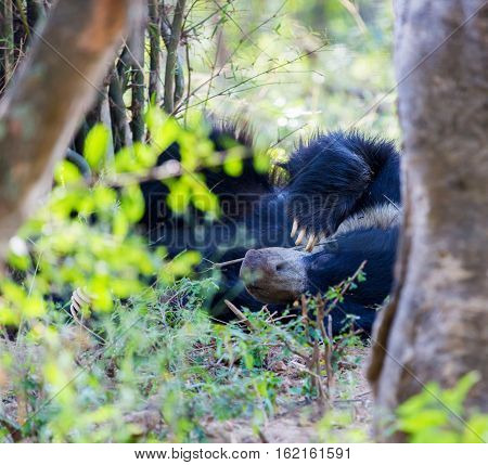 The sloth bear, also known as the labiated bear, is a nocturnal insectivorous species native to the Indian subcontinent.