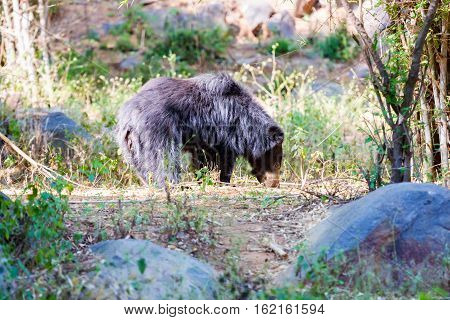 The sloth bear, also known as the labiated bear, is a nocturnal insectivorous species native to the Indian subcontinent.