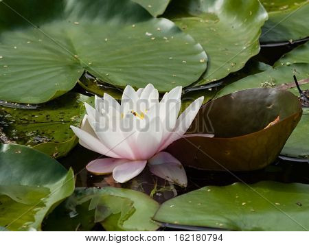 European White Waterlily Water Rose or Nenuphar Nymphaea alba flower close-up selective focus shallow DOF