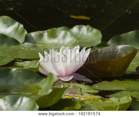 European White Waterlily Water Rose or Nenuphar Nymphaea alba flower close-up selective focus shallow DOF